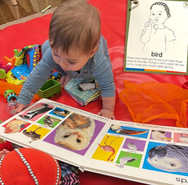 find-the-flying-creature