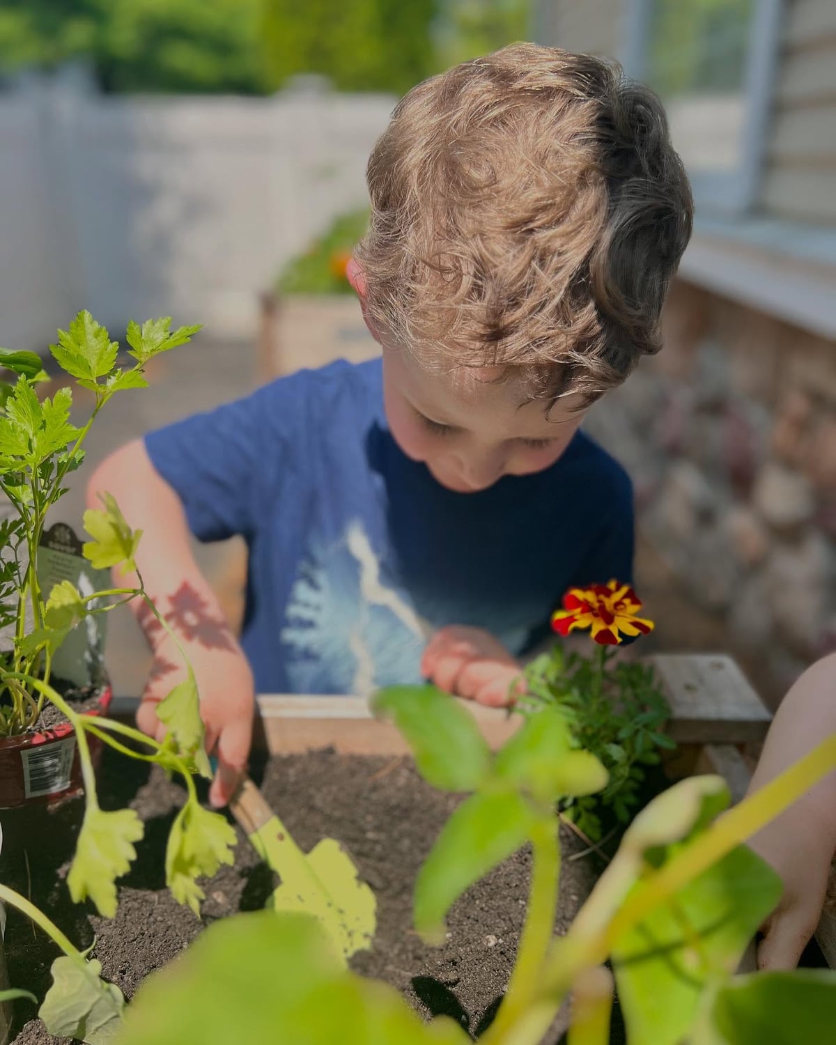 Primrose Patch, student gardening