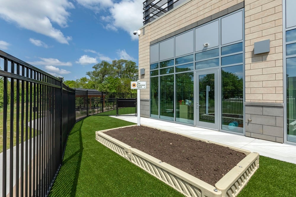 primrose winfield Primrose Patch