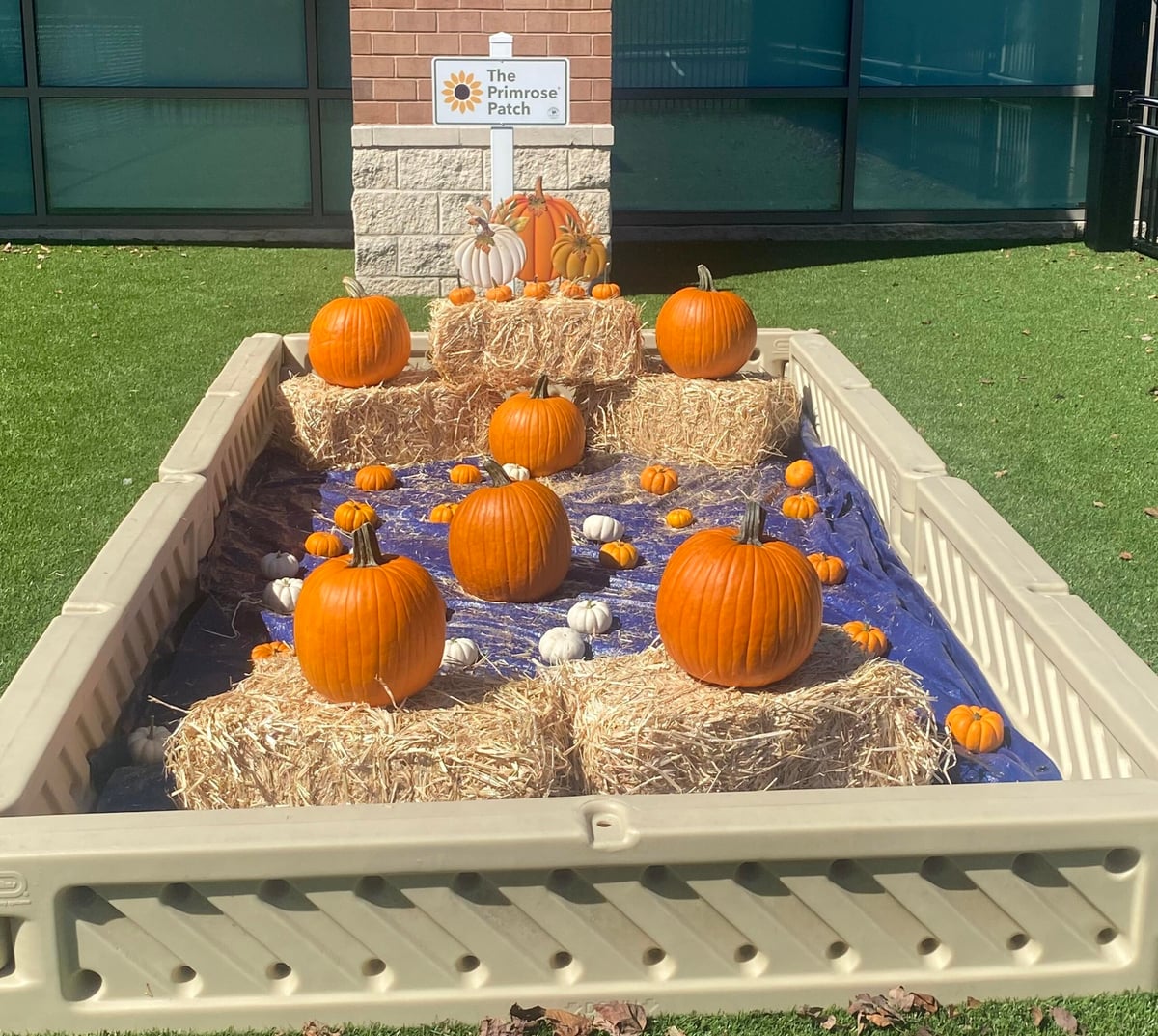 Children at Primrose School of Fairfax exploring the magical pumpkin patch, planting seeds, and watching their pumpkins grow.