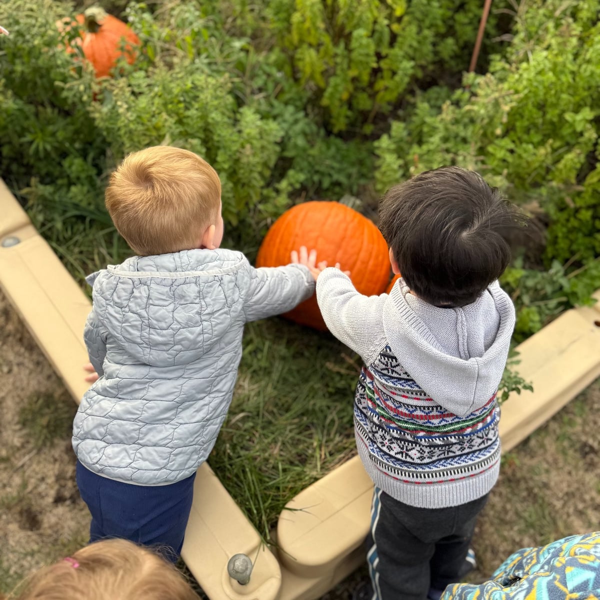 Magical Pumpkin Patch