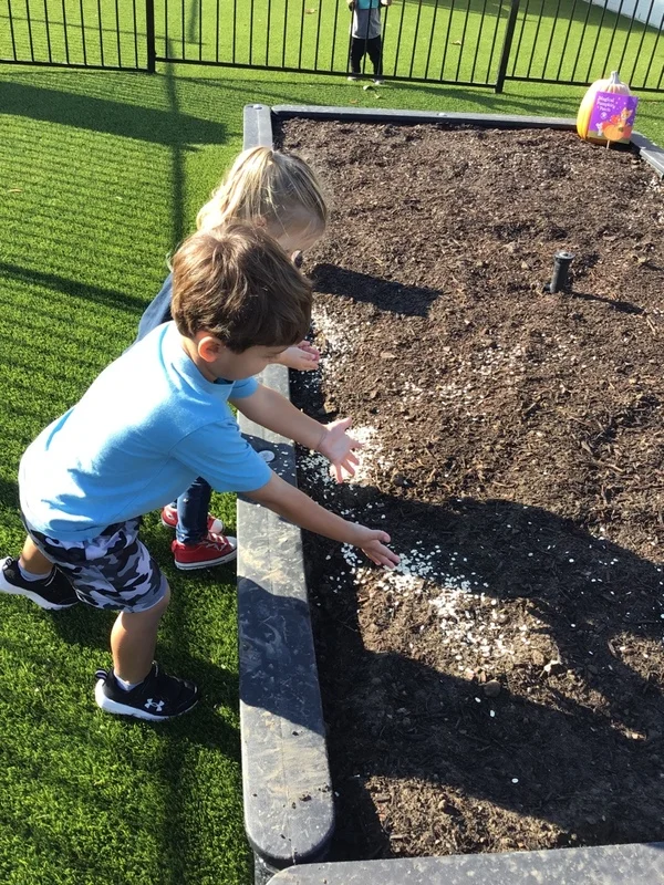 Magical Pumpkin Patch