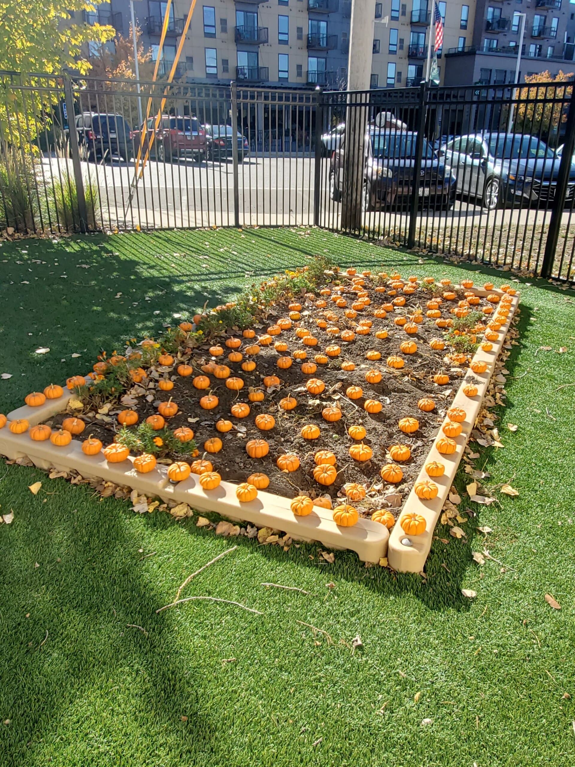 Magical Pumpkin Patch