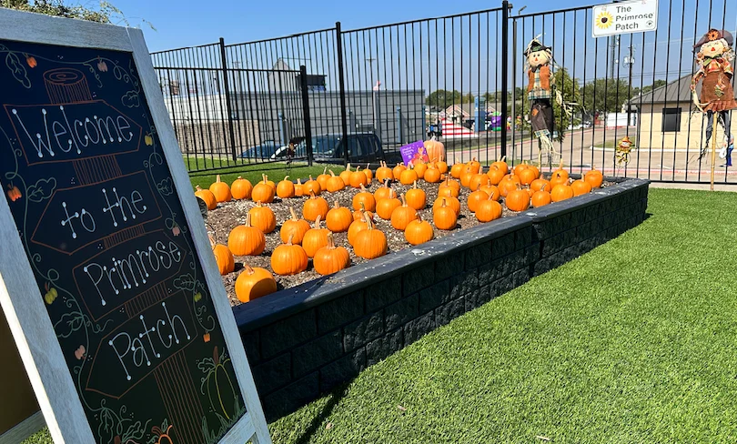 Magical Pumpkin Patch