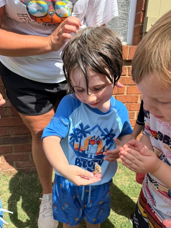 Butterfly Life Cycle