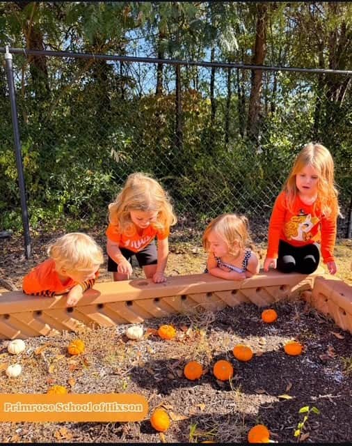 Pumpkin Patch