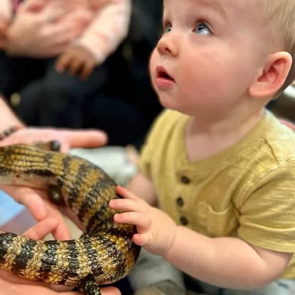 Zoo educational program, toddler touching a lizard