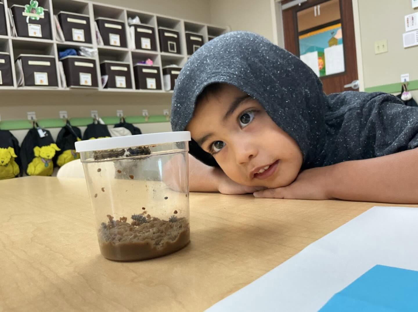 A preschool student closely observes caterpillars in a classroom habitat during a hands-on science activity at Primrose School, learning about the butterfly life cycle through real-world exploration.