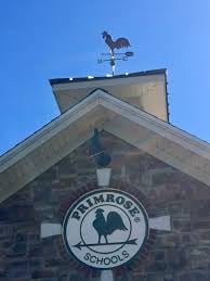 Introducing Percy the rooster